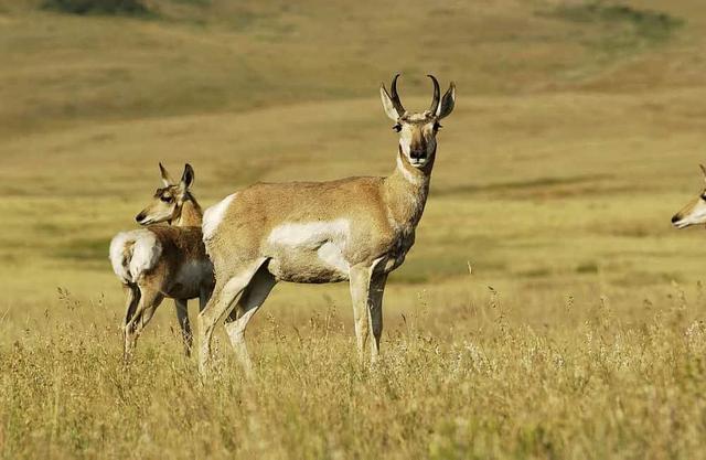 9 Journée tigres, cascades et visite ayurvédique de l'Inde centrale exotique