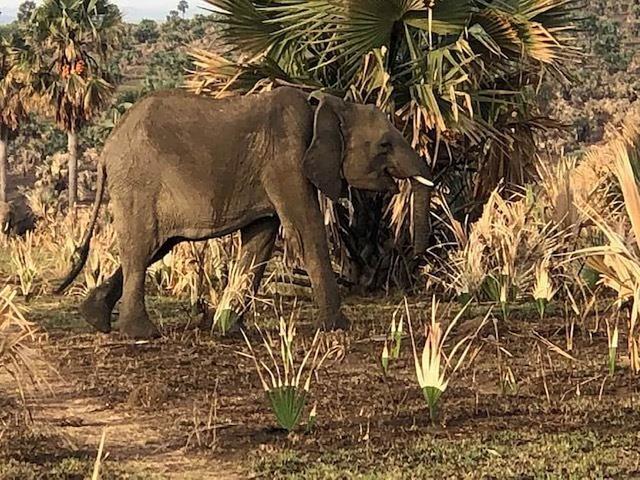 8 Retret Yoga dan Safari Sehari Pribadi atau Kelompok di Kampala, Uganda