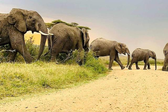 4 Hari Serengeti Hot Air Balloon Safari di Tanzania, Afrika