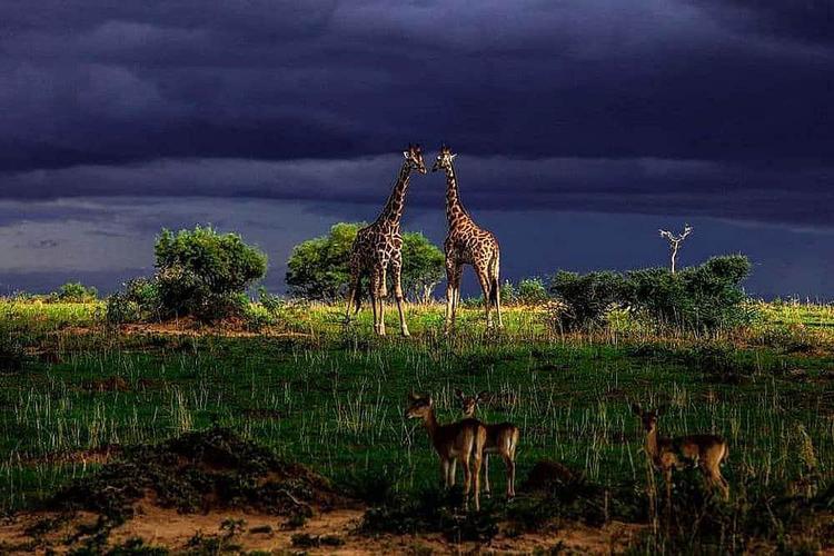 8 Retret Yoga dan Safari Sehari Pribadi atau Kelompok di Kampala, Uganda