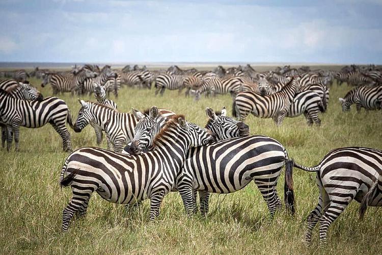 4 Hari Serengeti Hot Air Balloon Safari di Tanzania, Afrika